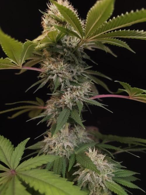 Test 605.  2. Week 7