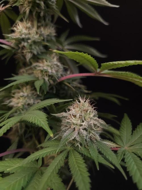 Test 605.  2. Week 7
