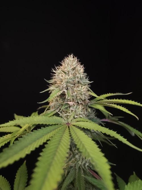Test 605.  2. Week 7