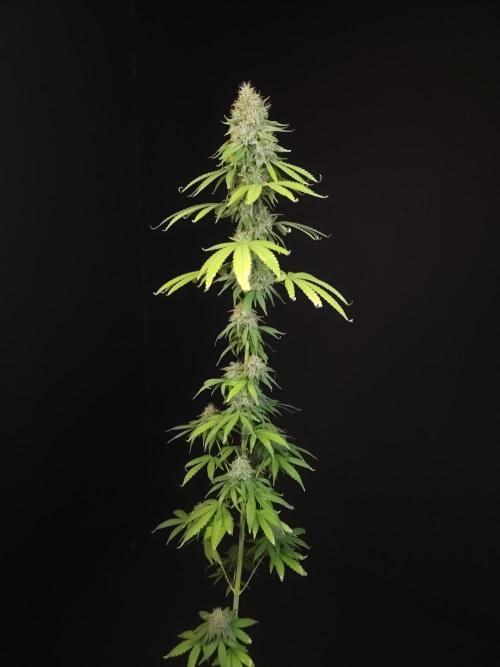 Test 10x51.  2. Week 7