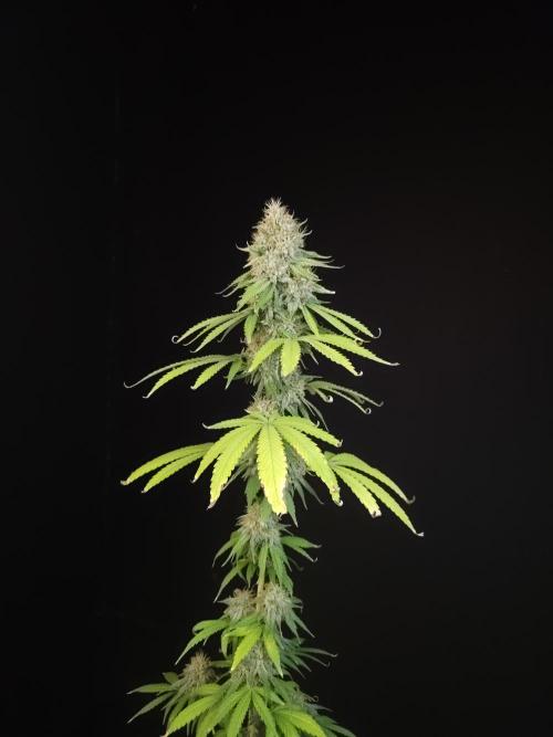 Test 10x51.  2. Week 7