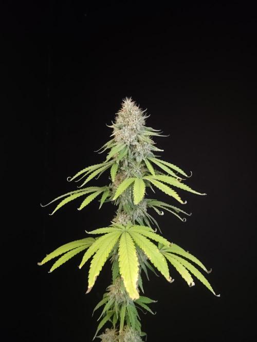 Test 10x51.  2. Week 7