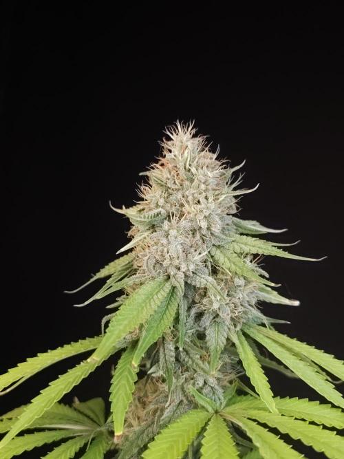 Test 10x51.  2. Week 7