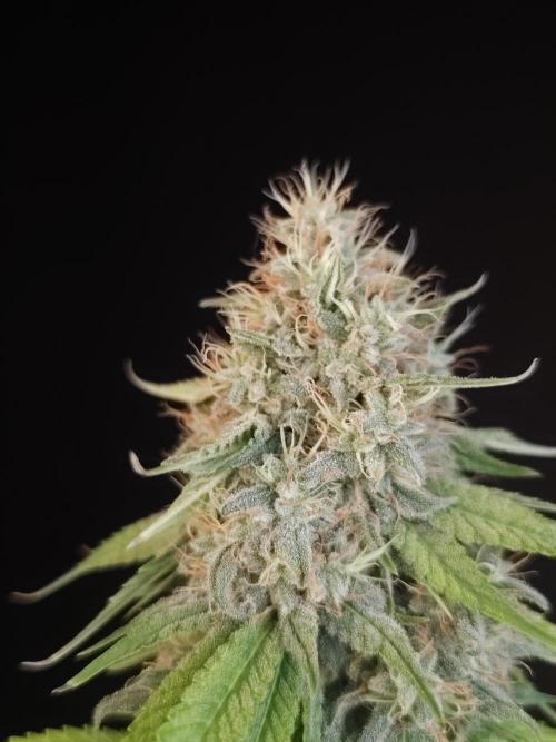 Test 10x51.  2. Week 7