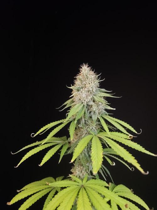 Test 10x51.  2. Week 7