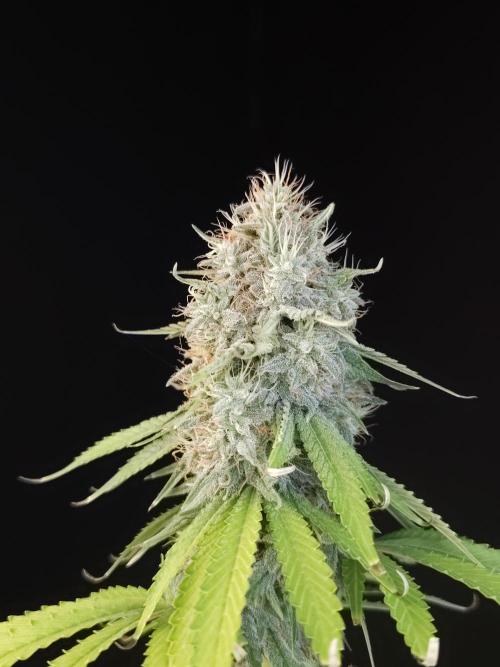 Test 10x51.  2. Week 7