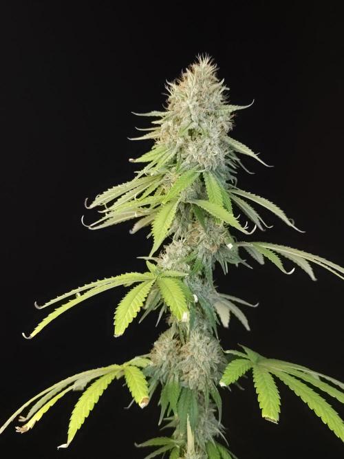 Test 10x51.  2. Week 7