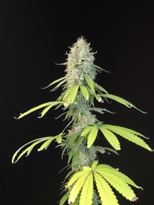 Test 10x51.  2. Week 7