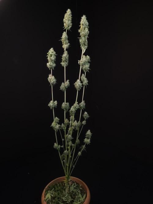 Test 10x51. Week 15