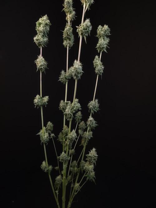 Test 10x51. Week 15