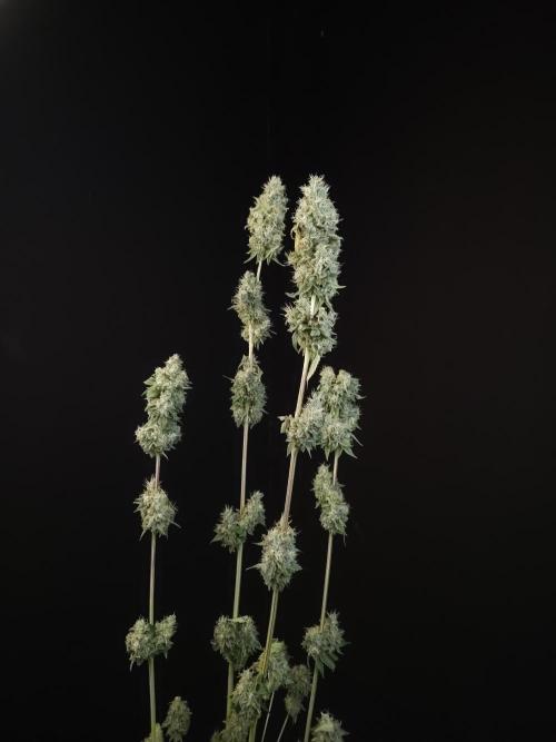 Test 10x51. Week 15