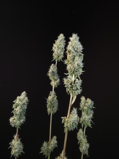 Test 10x51. Week 15