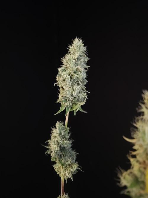 Test 10x51. Week 15