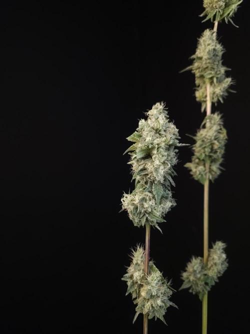 Test 10x51. Week 15