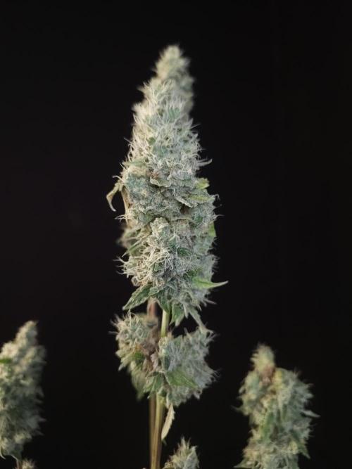 Test 10x51. Week 15