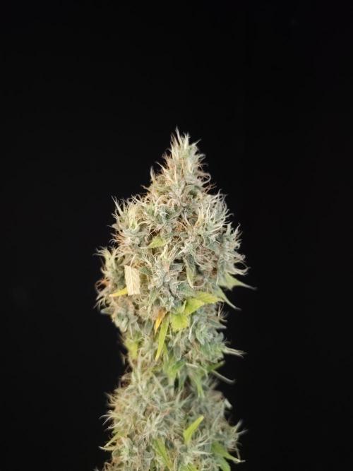 Test 92  2. Week 8