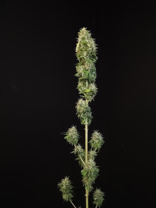 Test 93  2. Week 8