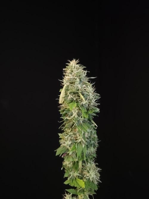 Test 93  2. Week 8