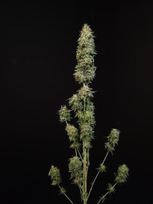 Test 604.  2. Week 8