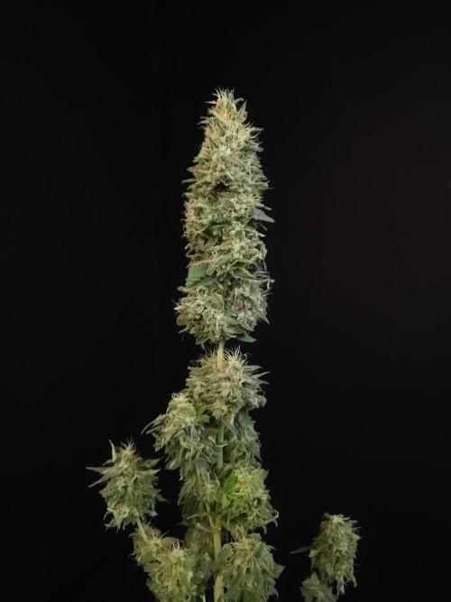 Test 604.  2. Week 8