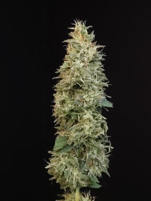 Test 604.  2. Week 8