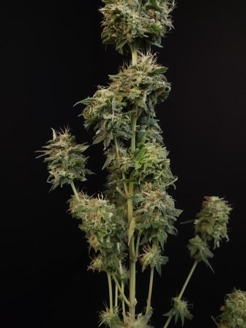 Test 604.  2. Week 8