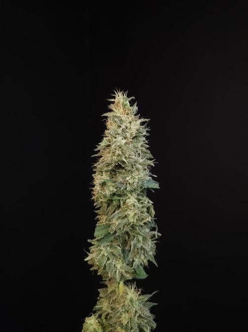 Test 604.  2. Week 8