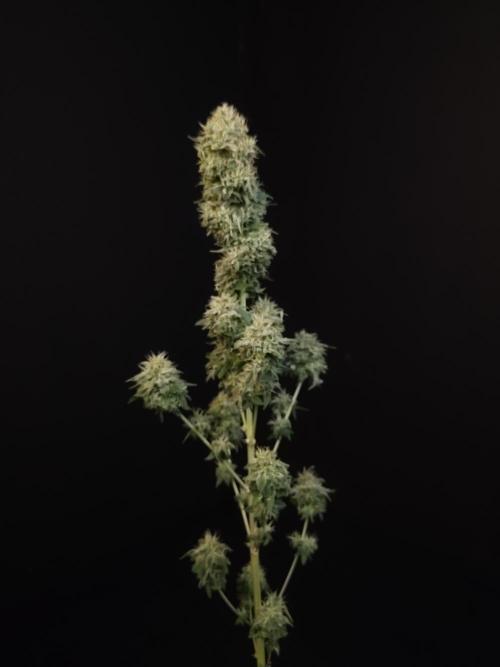 Test 605.  2. Week 8