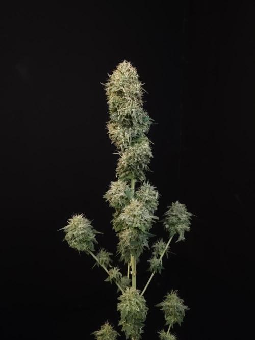 Test 605.  2. Week 8