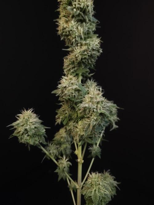 Test 605.  2. Week 8