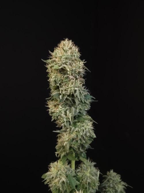 Test 605.  2. Week 8