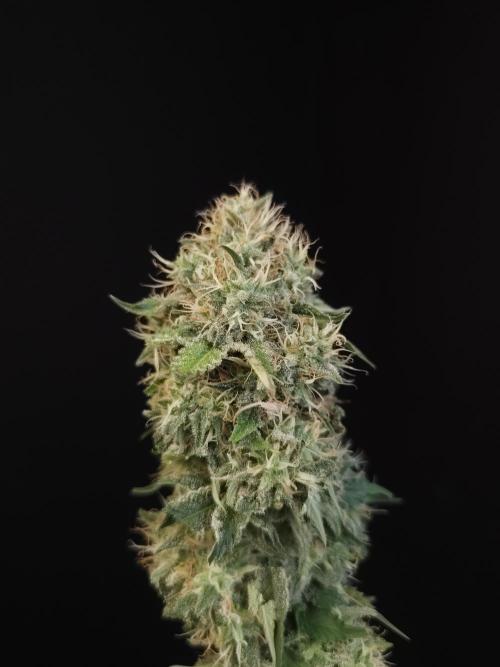 Test 605.  2. Week 8