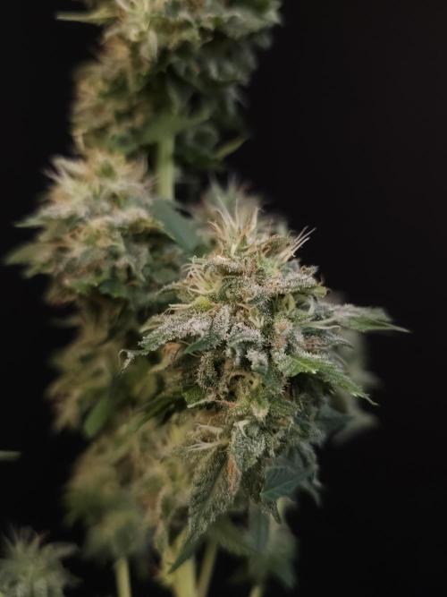 Test 605.  2. Week 8
