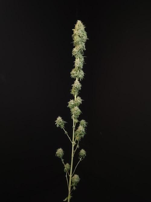Test 10x51.  2. Week 8