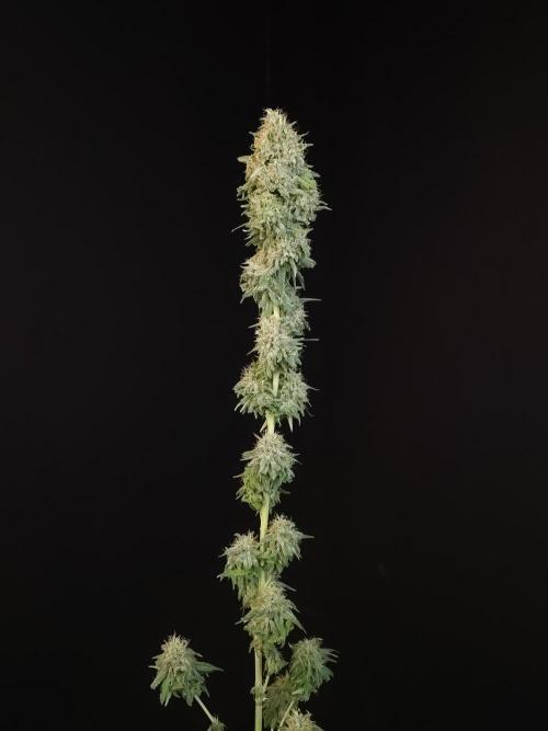 Test 10x51.  2. Week 8