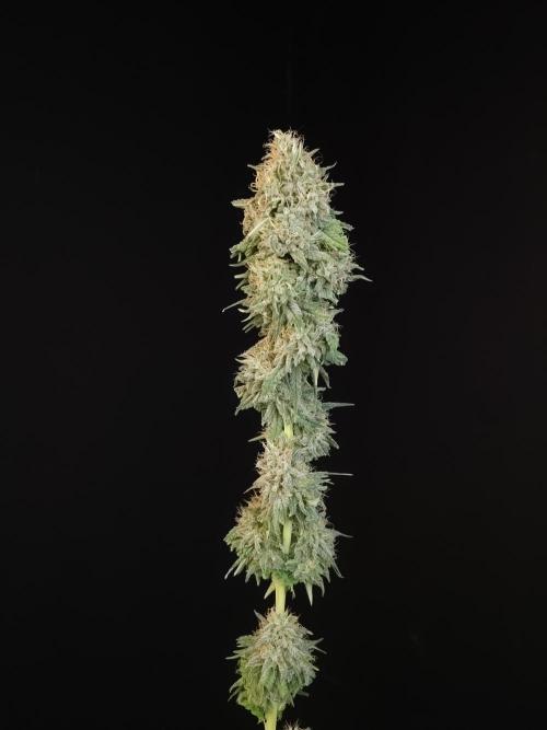 Test 10x51.  2. Week 8