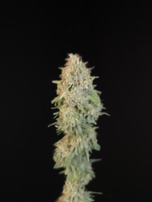Test 10x51.  2. Week 8