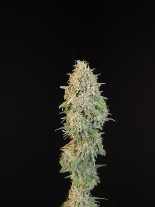 Test 10x51.  2. Week 8