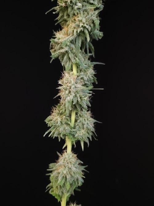 Test 10x51.  2. Week 8