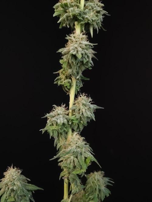 Test 10x51.  2. Week 8