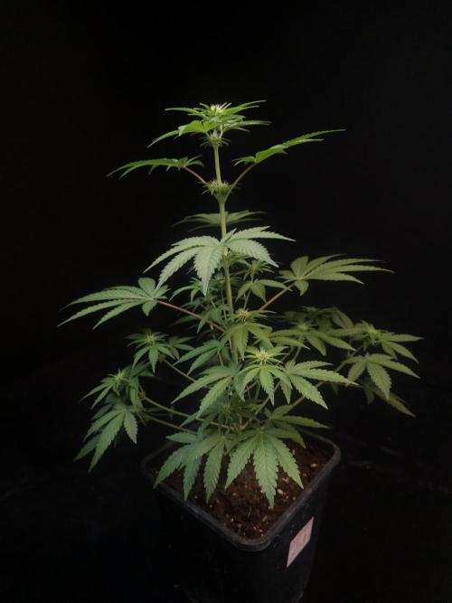 10x51 test 3. Week 1