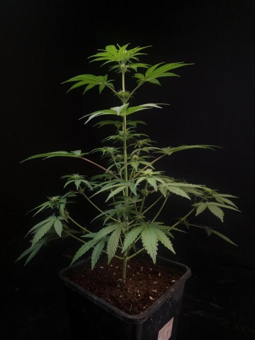10x51 test 3. Week 1