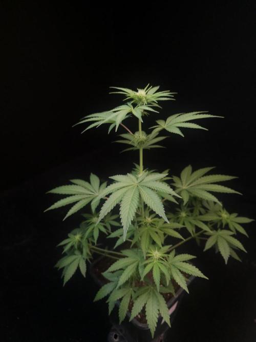 10x51 test 3. Week 1