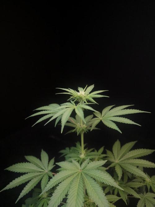 10x51 test 3. Week 1
