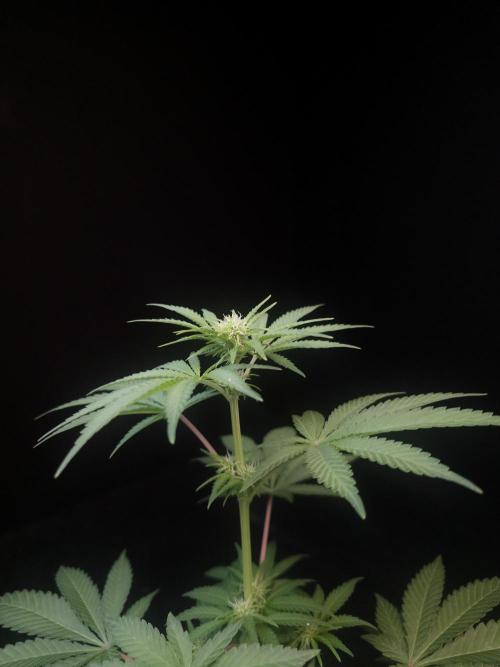 10x51 test 3. Week 1