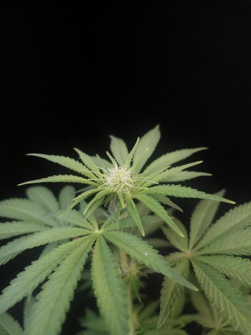 10x51 test 3. Week 1