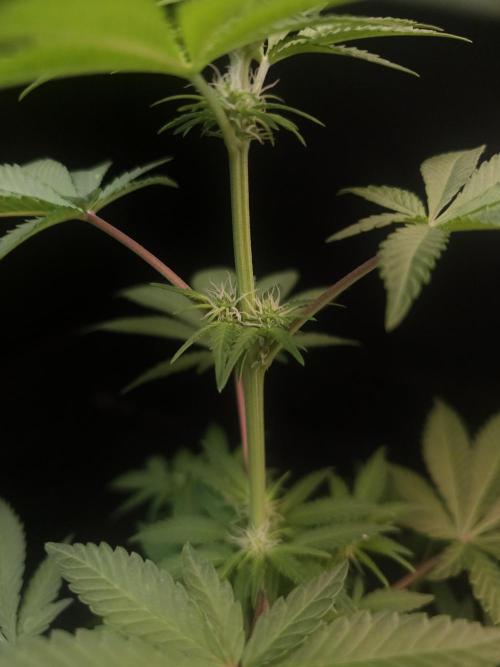 10x51 test 3. Week 1