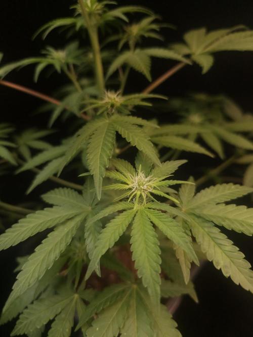 10x51 test 3. Week 1