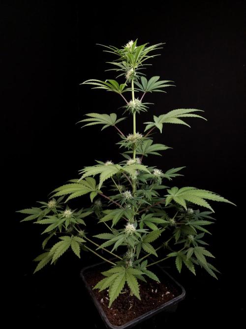 10x51 test 3. Week 2