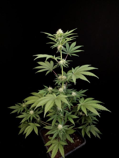 10x51 test 3. Week 2